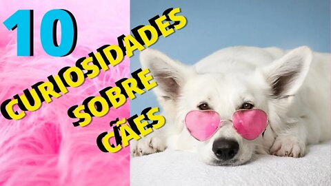 SOBRE OS CÃES 10 FATOS E CURIOSIDADES DOS PETS MAIS AMADOS NO MUNDO