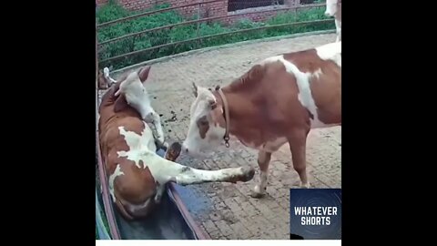 Cow gets bullied by another cow #shorts #cow #animals #bully #stuck