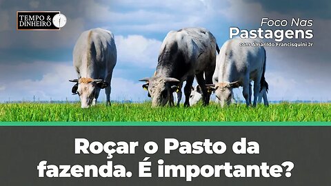 Roçar o pasto da fazenda. É importante? Acompanhe com Foco nas Pastagens