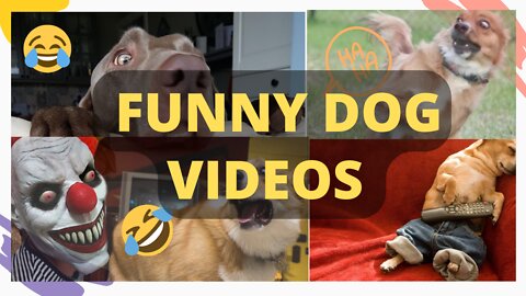 Troll Prank Dog Funny & fake Lion and Fake Tiger Prank To dog & Huge Box Prank to dog