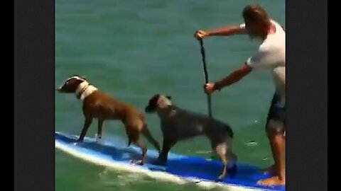 Paddleboard Surfing With His Dogs - HaloRock