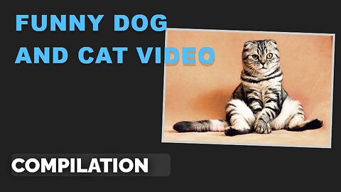 Funny Dogs Video Compilation Cute and Funny Pets