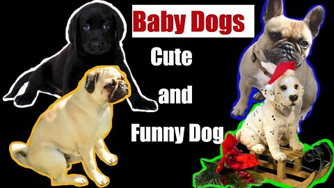 Baby Dogs | Cute and Funny Dog Videos Compilation