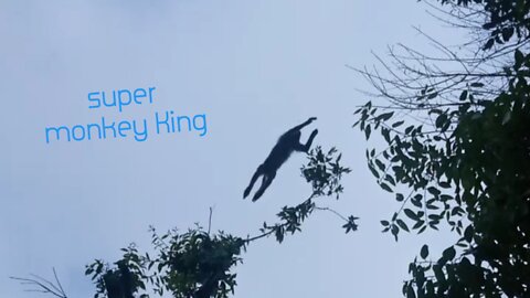 Super monkey King