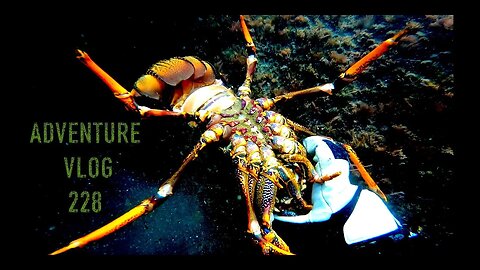 New Zealand Adventure VLOG CRAYFISH CATCH and COOK Freedive wild deer harvest Josh James and friends