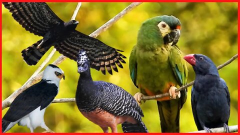 Essas aves são raras e impressionantes