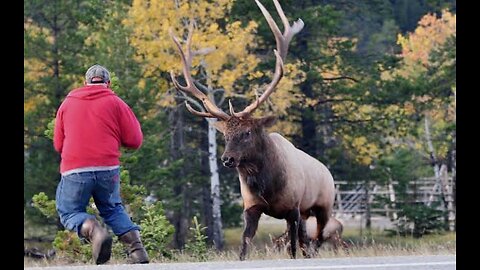 First time deer playing with humans