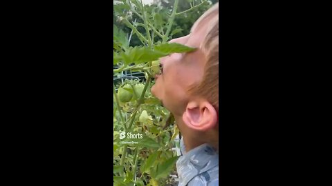 Dummy Eats Fresh Tomato