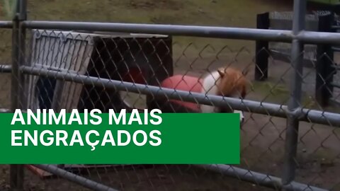 Os Animais mais Engraçados tambem falham - Videos engraçados