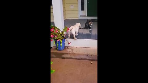 Dogs and cats funniest videos