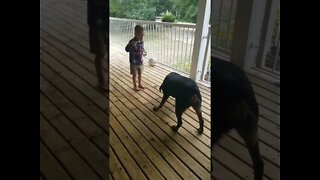 Kids Playing With Rottweiler #Shorts #rottweiler😍💖💜💛