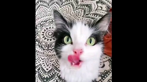 Human Give Me That Cocumber Cat Funny Video