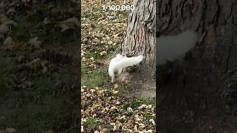 A Rare Albino Squirrel 2023 #albinosquirrel