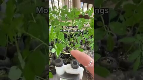 Moringa Trees For Shipping USA Seedlings