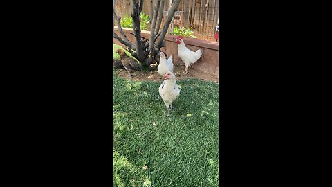 Our chickens and leghorn loud mofo