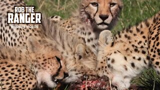 Cheetah Family Finish A Meal | Maasai Mara Safari | Zebra Plains