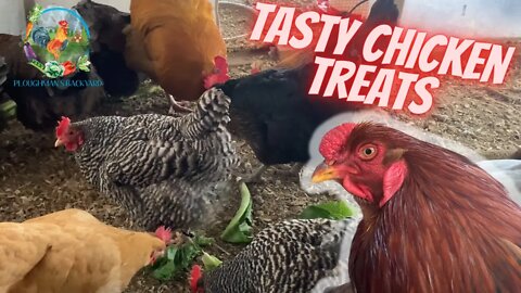 Chicken Treats In Winter | Fighting Winter Boredom | Fresh Lettuce And Rice