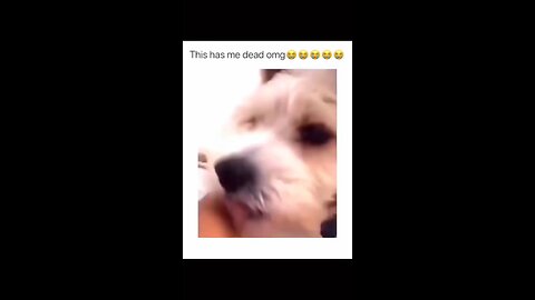 Funny dogs