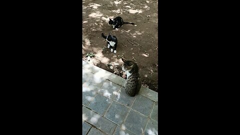 cute and beautiful cats are eating food