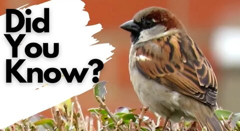 Things you need to know about ##house sparrows