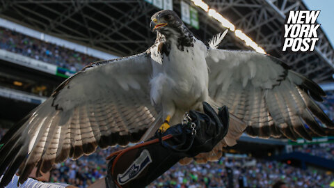 Hawk harasses Seahawks fan during game vs. Rams