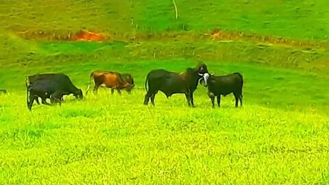 Vacas bois bezerros em busca de capim touros, touro, vaca boi, Gado bovino, Bos taurus