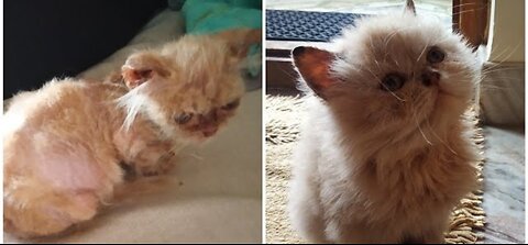 Persian cat transformation || Cat amazing transformation || Poor cat transformation