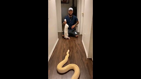 Banana pudding python VS Jumbo rabbit