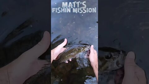 Smashing some smallmouth (short version)