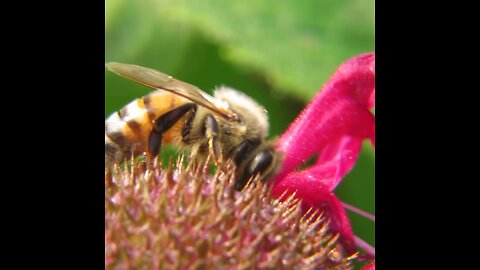 Beehold Again! | Superb Bumble Bee Macrovideography #bees #bumblebees