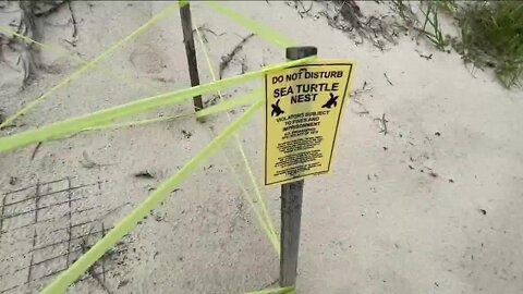 Fact Check: Are emergency sand berms causing issues for SWFL's sea turtle nesting season?