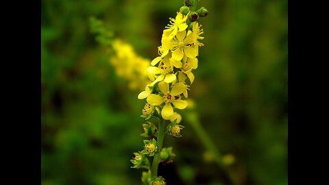 Agrimony (Agrimonia eupatoria).