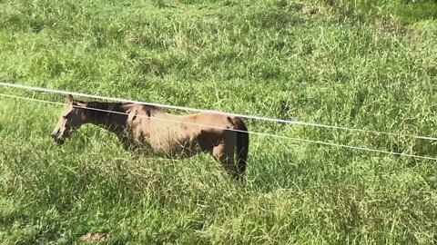 Arthur the rescue horse stalking me for his feed. The other horses pushed him off his hay.