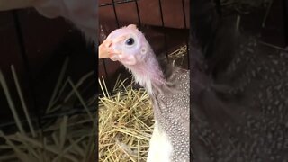 Female baby brown guinea fowl call