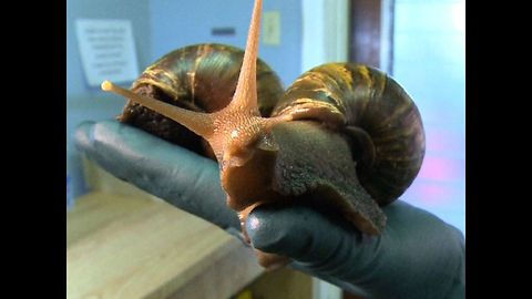 Giant Snails