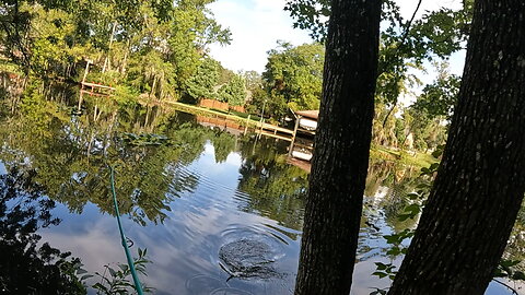 Jax, Florida: Alligator Gar on Topwater (Lost at the shore)