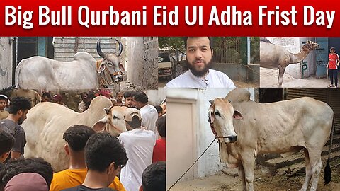 Big Bull Eid UL Adha Takbeer | Eid Frist Day Vlog | Eid Mubarak 2023