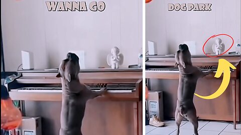 Have you ever seen a dog sing like this? Funny animals!