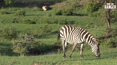 Lioness Watches Zebra In The Mara (Introduced By DAVE MC TV) | Zebra Plains