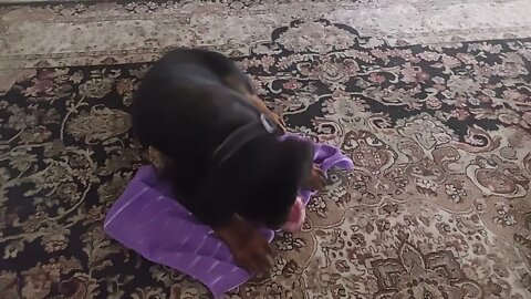 Rottweiler Baby - Lil' Eddie