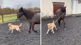 Labrador Pup Preciously Walks Horse Friend On A Leash