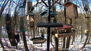 Female Pileated Woodpecker w/brown feathers