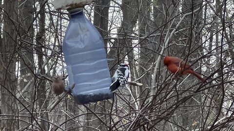 Bullies get bullied in the end as the Cardinal proves