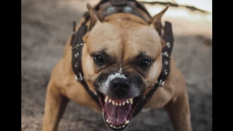 How To Make Dog Become Fully Aggressive With Few Simple Tips