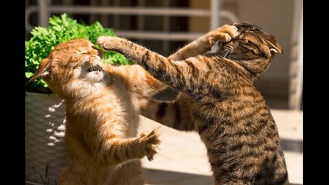 Cats Fight|Funny Cat Videos