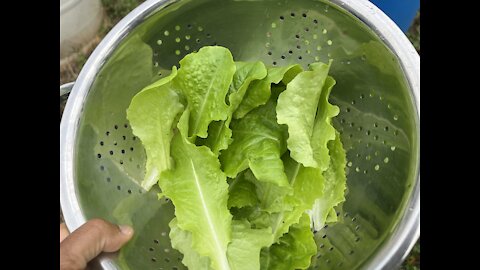 Butter crunch Lettuce- my favorite salad green to grow