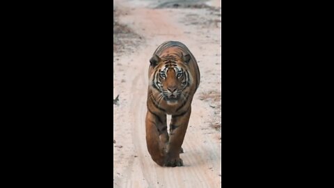 Never give attitude of tiger | tiger attitude |