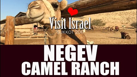 The Negev Camel Ranch, Israel