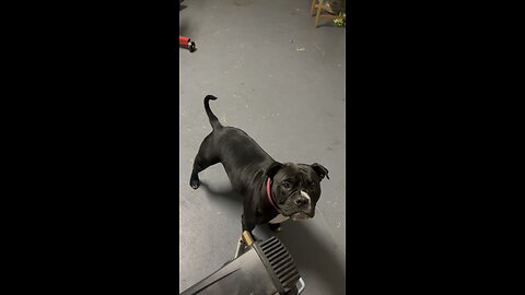 Must watch! American bully playing with air hose !