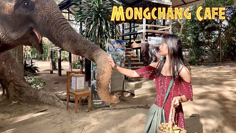 Zoo Cafe in Pattaya Thailand ~ Mongchang Cafe